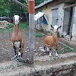 Bed & Breakfast Le Petit Permadise