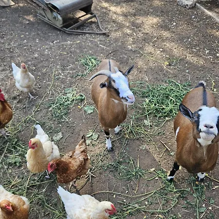 Le Petit Permadise Frühstückspension Chassiecq